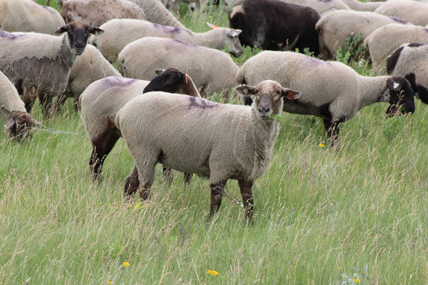 Sheep graze